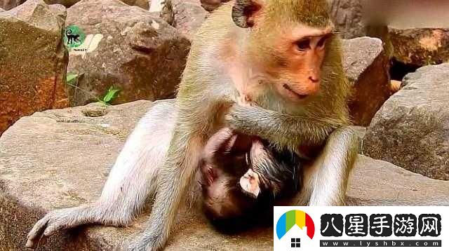 兩人生猴子全程無(wú)被子