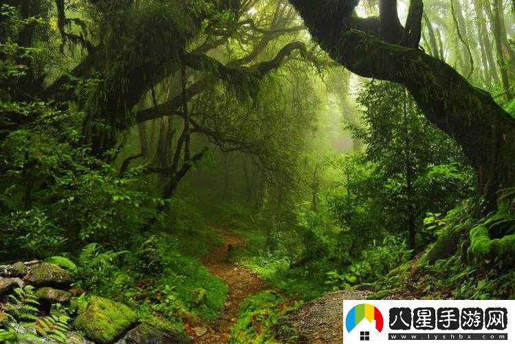 走進(jìn)你的森林，探尋神秘自然