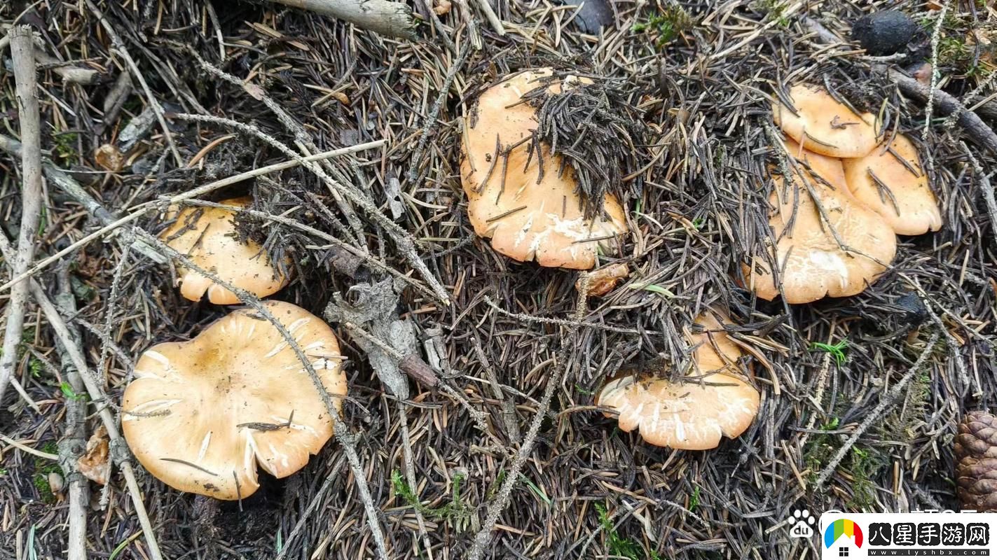 妙哉！“松樹(shù)林蘑菇秀”創(chuàng  )新狂潮