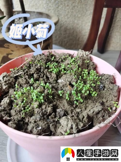 奇觀(guān)！姬小滿(mǎn)“破土而出”