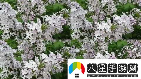 丁香花完整在線(xiàn)觀(guān)看