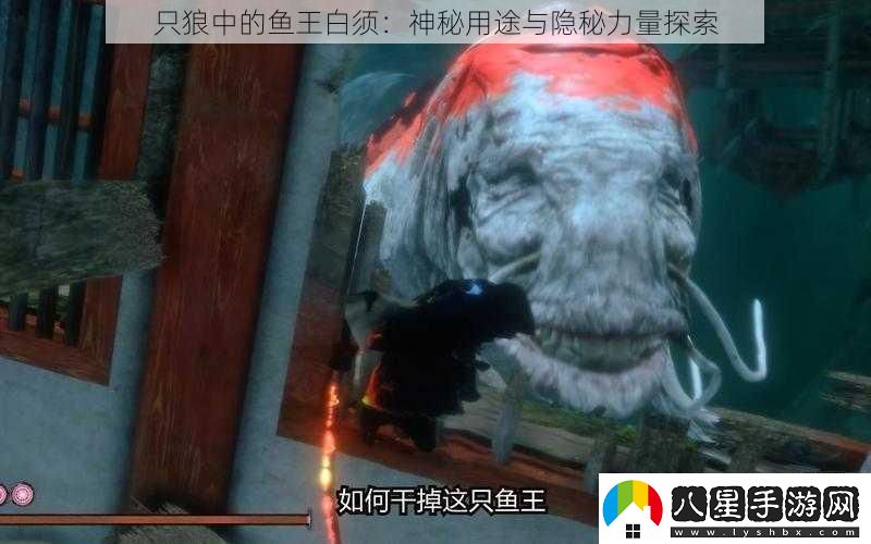 只狼中的魚(yú)王白須